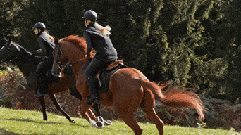 Horses Horse Riding GIF - Horses Horse Riding Riding GIFs