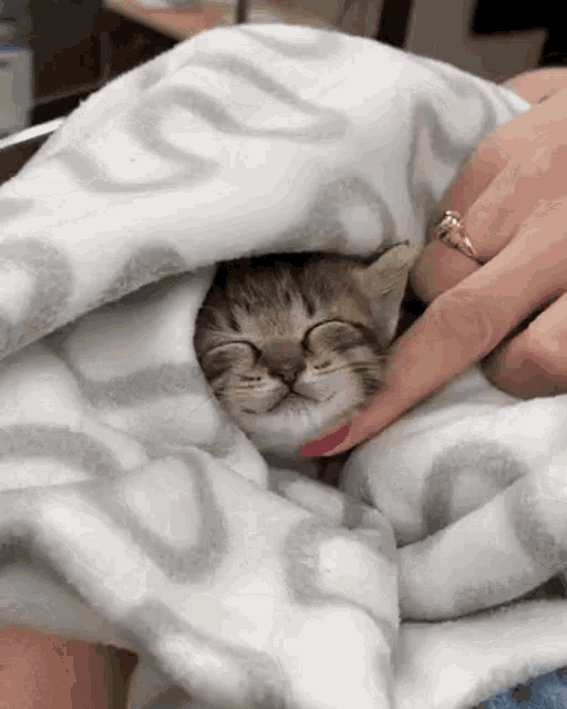 Cat Cute Cat GIF