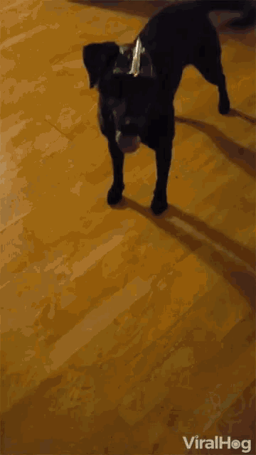 Laser Dog GIF