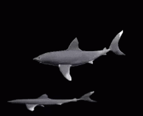 Shark Shork GIF - Shark Shork Spin GIFs