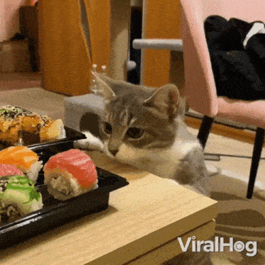Cat Steals Sushi Viralhog GIF - Cat Steals Sushi Cat Viralhog GIFs