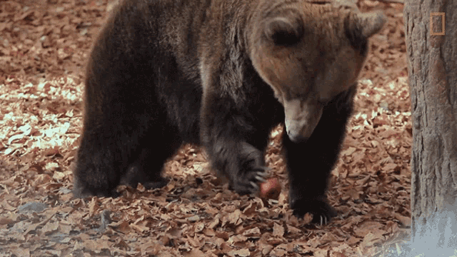 Eating Bears101 GIF - Eating Bears101 Hungry GIFs