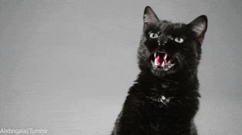 Gato Enfurecido Muestra Su Rabia GIF - Rawr Roar Black Cat GIFs