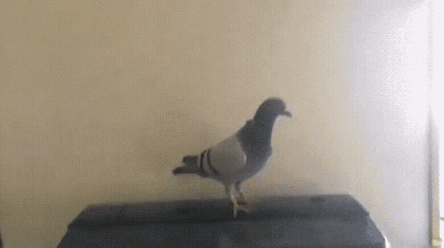 a pigeon is standing on top of a black container