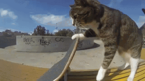 Cat Boarding  GIF - Pet Cat Skateboard GIFs
