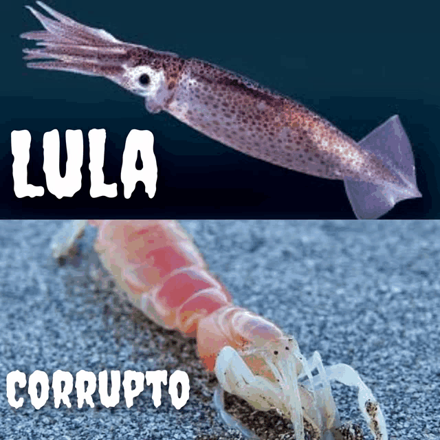 lula corrupto is written above a picture of a shrimp