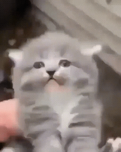 Cat Cringe Cat GIF - Cat Cringe Cat Zoom GIFs