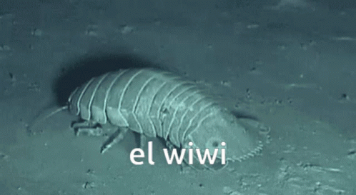 El Wiwi Molly GIF - El Wiwi Molly Isopod GIFs