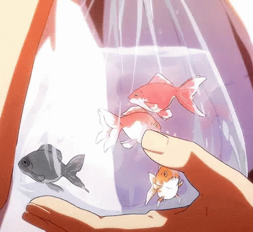 Bag Goldfish GIF - Bag Goldfish Anime GIFs