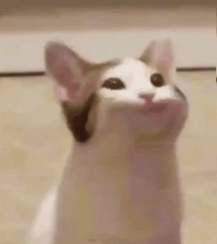 a cat with a coin in its mouth that says bnb on it