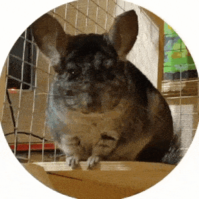 a chinchilla is sitting on top of a wooden table in a cage .