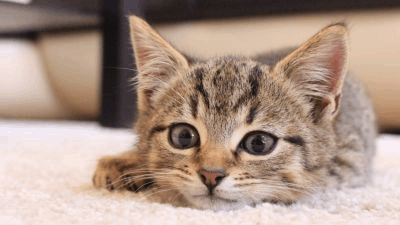 Cute Kitty GIF - Cute Kitty GIFs