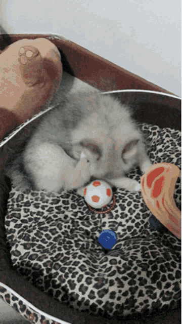 a puppy laying on a leopard print pillow playing with a ball