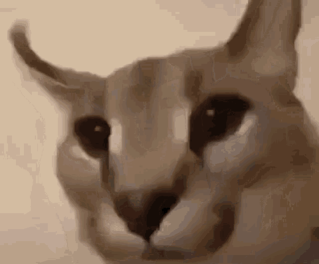 Floppa Cat Floppacat GIF - Floppa Cat Floppacat GIFs