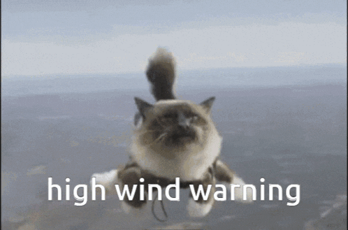 a cat is flying through the air with a high wind warning written below it