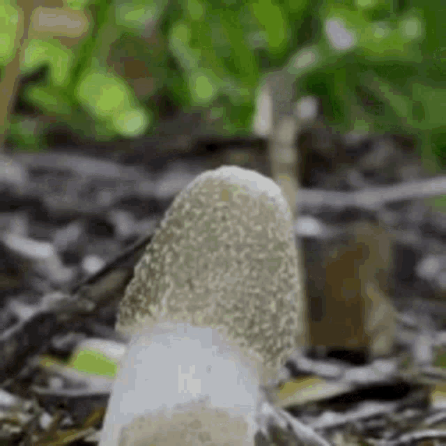 Mushroom Erection GIF - Mushroom Erection GIFs