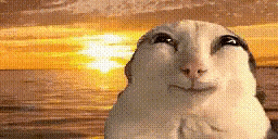a close up of a cat 's face with a sunset in the background