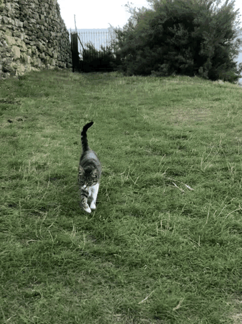 a cat is running in a grassy field with a stone wall in the background