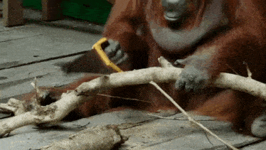 an orangutan is eating a banana while sitting on a wooden deck