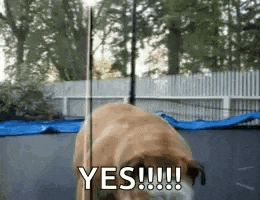 a dog is standing on a trampoline with the words yes !!! above it