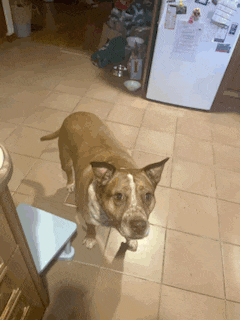 a dog standing on a tiled floor in a kitchen