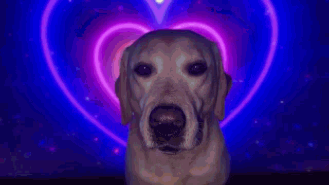 Dog Love Heart Heart Dog GIF - Dog Love Heart Heart Dog Love You GIFs