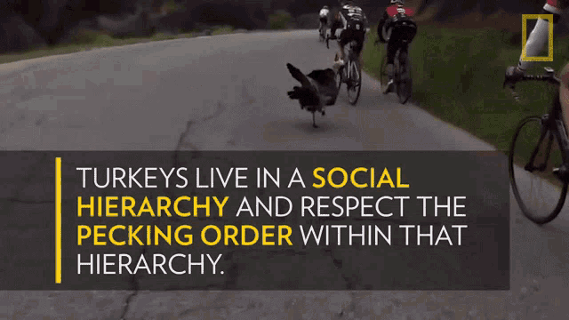 Turkeys Live In A Social Hierarchy National Geographic GIF - Turkeys Live In A Social Hierarchy National Geographic Here It Comes GIFs