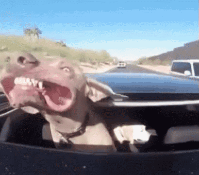 a dog is sitting in the back of a car with its mouth open .