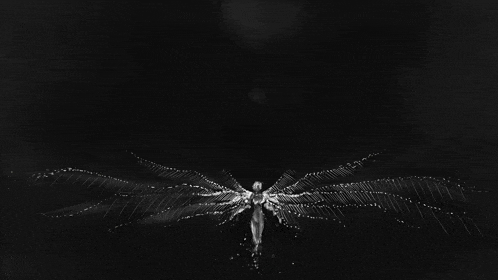 a black and white photo of a dragonfly with wings spread