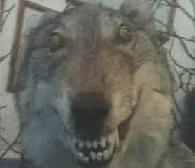 a close up of a stuffed wolf with sharp teeth looking at the camera .
