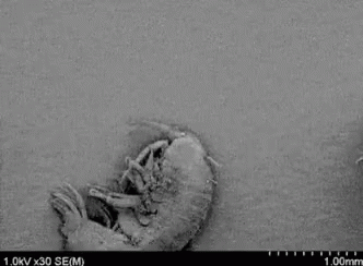 Microscope Insect GIF - Microscope Insect Focus GIFs
