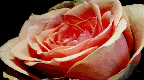 Flor GIF - Blooming GIFs