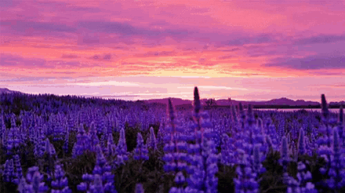 a field of purple flowers with a pink and purple sunset in the background