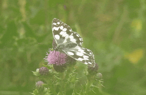 Butterfly Marbled White Butterfly GIF - Butterfly Marbled White Butterfly Isle Of Wight GIFs