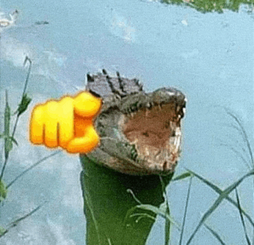 a crocodile with a yellow fist on its head is standing in the water .