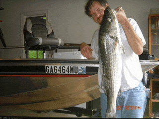 a man is holding a large fish in front of a boat with a license plate that says ga6464mu