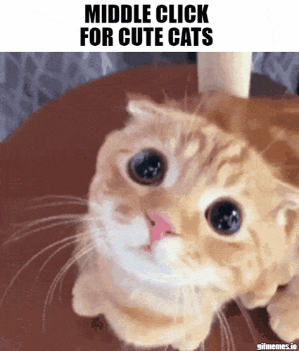 Cute Cute Cat GIF - Cute Cute Cat Cat GIFs