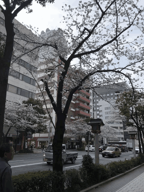 a truck is driving down a street with cherry blossom trees in the foreground