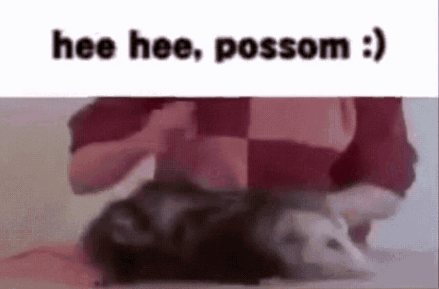 possum.gif