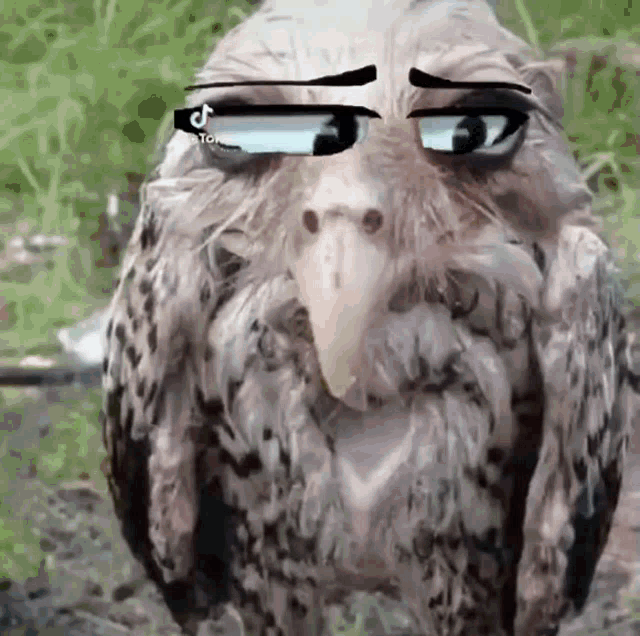 Owl Meme Lamont The Owl GIF - Owl Meme Lamont The Owl Rhysispoggers GIFs