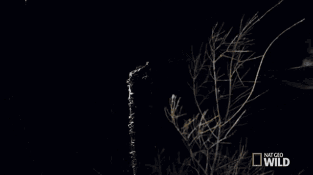 a national geographic wild poster with a bird flying over a tree