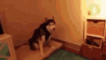 a husky dog is standing on a dog bed in a room .