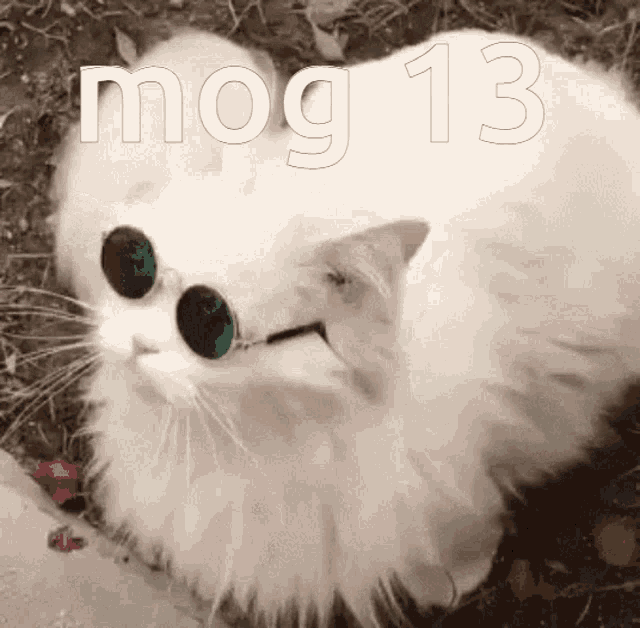 Mog Mog12 GIF