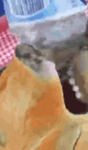 a close up of a dog eating a piece of food .