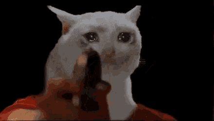 a white cat is pointing a gun at a person .