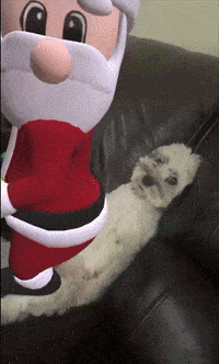 a dog laying on a couch next to a stuffed santa