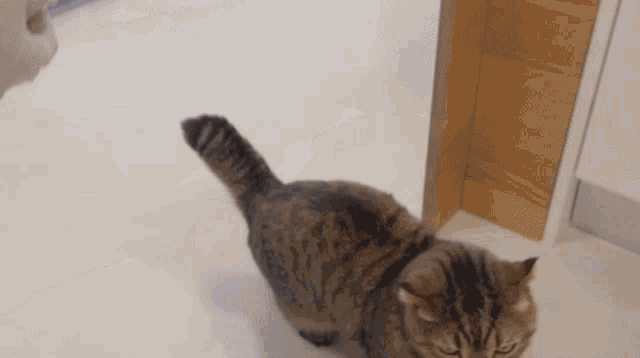 a cat standing in front of a fish with its mouth open looking at the camera .
