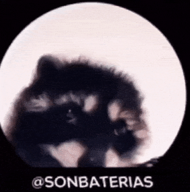 a picture of a raccoon in front of a full moon with the words sonbaterias below it
