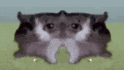 two hamsters are sitting next to each other in a field and looking at each other .