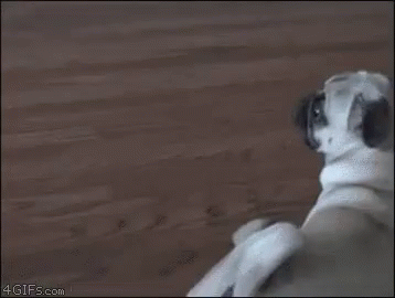 Dramatic Dog GIF - Reaction Head Turn GIFs